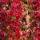 Wilder Wein 150-175cm