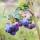 BIO Gartenheidelbeere Bluecrop 20-40cm | 1,5 Liter