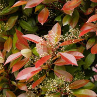 Glanzmispel Red Robin Hochstamm | 12-14cm Stammumfang