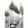 Glanzmispel Red Robin Hochstamm | 12-14cm Stammumfang