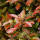 Glanzmispel Red Robin Hochstamm | 12-14cm Stammumfang