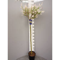 Harlekinweide Hakuro Nishiki  Stammhöhe 100cm im C5