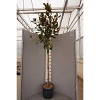 Immergrüne Magnolie Little Gem 100-125cm im C7,5