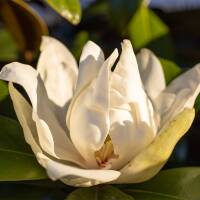 Immergrüne Magnolie Little Gem 100-125cm im C7,5