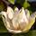 Immergrüne Magnolie Little Gem 100-125cm im C7,5