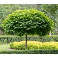 Kugel-Trompetenbaum Nana Stammhöhe 90cm im 12l Topf