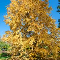 Japanischer Kuchenbaum Katsurabaum 80-100cm im C15