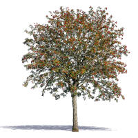 Speierling Hochstamm 8/10 (Sperberbaum)