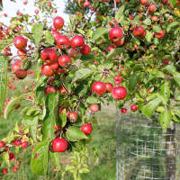 Zierapfel Evereste 100-125cm