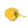 BIO Herbsthimbeere Golden Everest 20-40cm | 1,5 Liter
