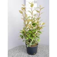 Wintergrüne Ölweide Compacta 60-80cm im C5