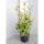 Wintergrüne Ölweide Compacta 60-80cm im C5