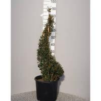 Ilex crenata Dark Green® 120-130cm Spirale im C18