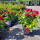 Beetrose Red Leonardo da Vinci im C5