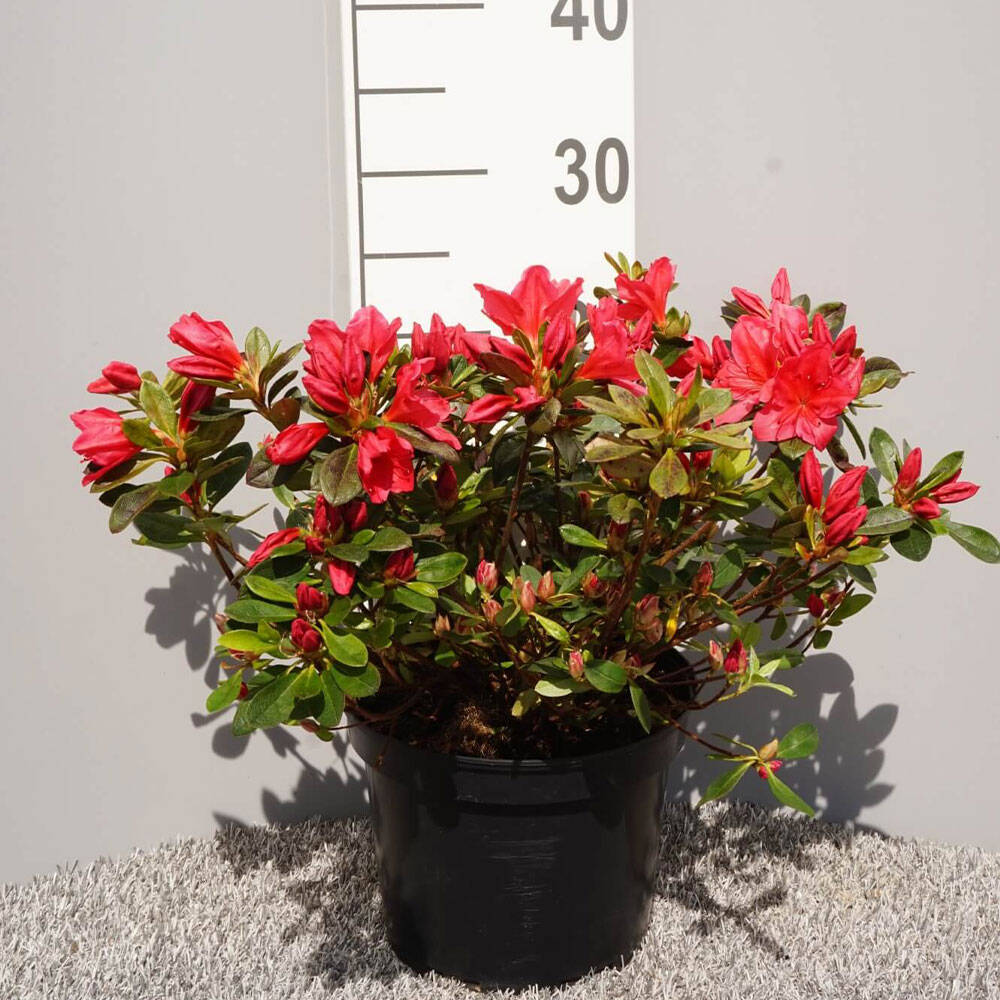 zimmerpflanze 100 cm Philodendron Red Beauty Zimmerpflanze Grünpflanze 100cm kaufen