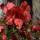 Japanische Azalee Arabesk 30-40cm C4