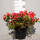 Japanische Azalee Arabesk 30-40cm C4