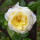 Kletterrose Elfe® im C5