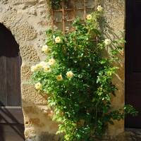 Kletterrose Golden Gate® im C5