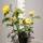 Kletterrose Golden Gate® im C5