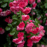 Kletterrose Laguna® im C5