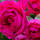 Kletterrose Laguna® im C5