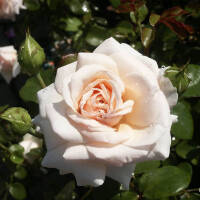 Kletterrose Penny Lane im C5