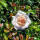 Kletterrose Penny Lane im C5