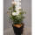Kletterrose Penny Lane im C5