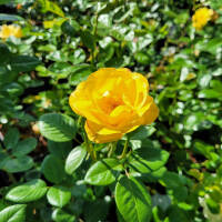Strauchrose ‘Lichtkönigin Lucia’