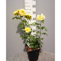 Strauchrose ‘Lichtkönigin Lucia’