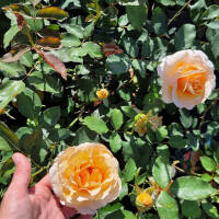 Edelrose ‘Just Joey’