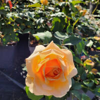Edelrose ‘Just Joey’
