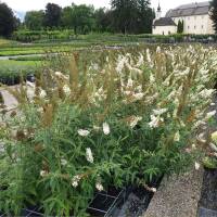 Schmetterlingsstrauch White Profusion C3
