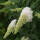 Schmetterlingsstrauch White Profusion C3
