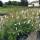 Schmetterlingsstrauch White Profusion C3