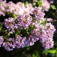 Wechselblättriger Sommerflieder C3
