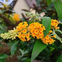 Sommerflieder Sungold  C3