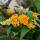 Sommerflieder Sungold  C3