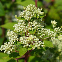 Rispen-Hortensie Wims Red® C3