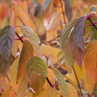 Rispen-Hortensie Wims Red® C3
