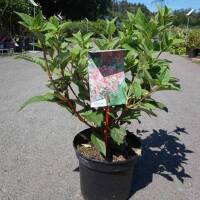 Rispen-Hortensie Wims Red® C3