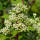 Rispen-Hortensie Wims Red® C3