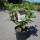 Rispen-Hortensie Wims Red® C3