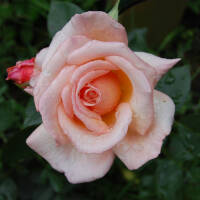 Kletterrose Compassion im C5