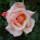 Kletterrose Compassion im C5