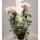 Kletterrose Compassion im C5