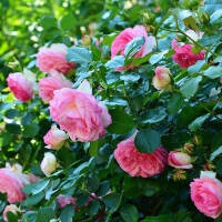 Edelrose Eden Rose C5