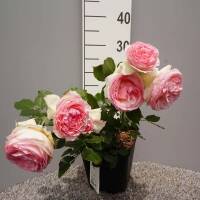 Edelrose Eden Rose C5