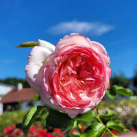 Edelrose Eden Rose C5